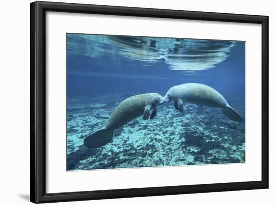 A Pair of Manatees Appear to Be Greeting Each Other, Fanning Springs, Florida-Stocktrek Images-Framed Photographic Print