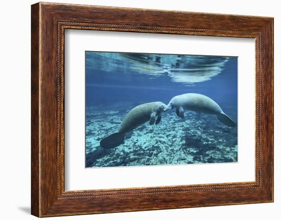 A Pair of Manatees Appear to Be Greeting Each Other, Fanning Springs, Florida-Stocktrek Images-Framed Photographic Print