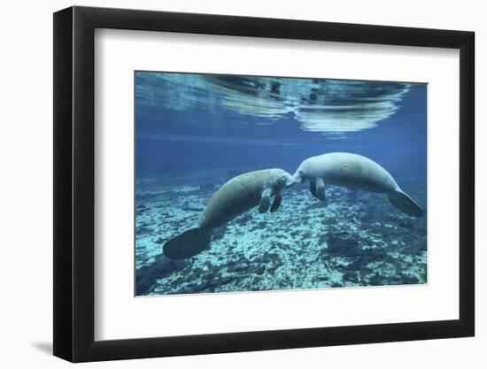 A Pair of Manatees Appear to Be Greeting Each Other, Fanning Springs, Florida-Stocktrek Images-Framed Photographic Print