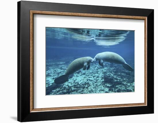 A Pair of Manatees Appear to Be Greeting Each Other, Fanning Springs, Florida-Stocktrek Images-Framed Photographic Print