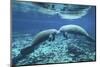 A Pair of Manatees Appear to Be Greeting Each Other, Fanning Springs, Florida-Stocktrek Images-Mounted Photographic Print
