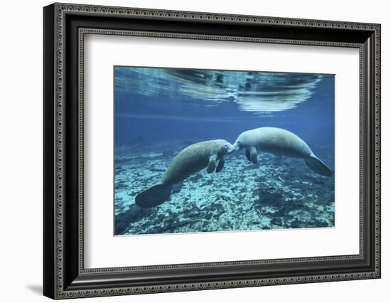 A Pair of Manatees Appear to Be Greeting Each Other, Fanning Springs, Florida-Stocktrek Images-Framed Photographic Print