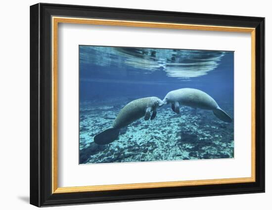 A Pair of Manatees Appear to Be Greeting Each Other, Fanning Springs, Florida-Stocktrek Images-Framed Photographic Print