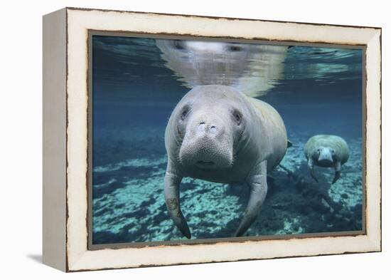 A Pair of Manatees Swimming in Fanning Springs State Park, Florida-Stocktrek Images-Framed Premier Image Canvas