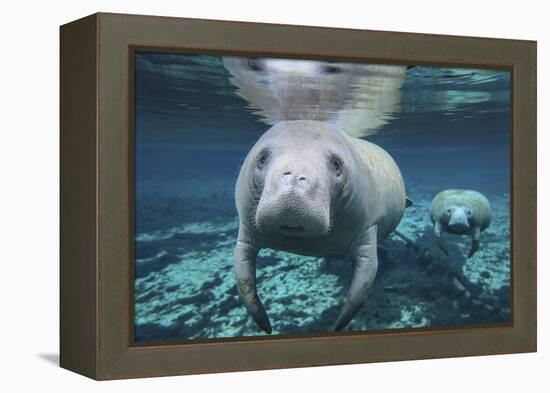 A Pair of Manatees Swimming in Fanning Springs State Park, Florida-Stocktrek Images-Framed Premier Image Canvas