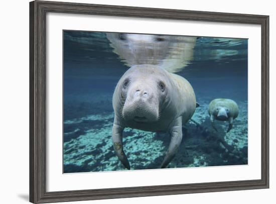 A Pair of Manatees Swimming in Fanning Springs State Park, Florida-Stocktrek Images-Framed Photographic Print