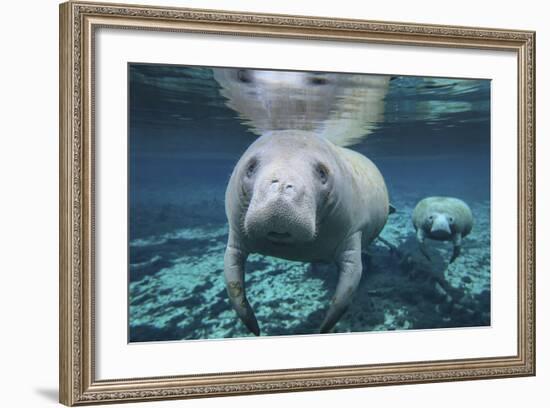 A Pair of Manatees Swimming in Fanning Springs State Park, Florida-Stocktrek Images-Framed Photographic Print