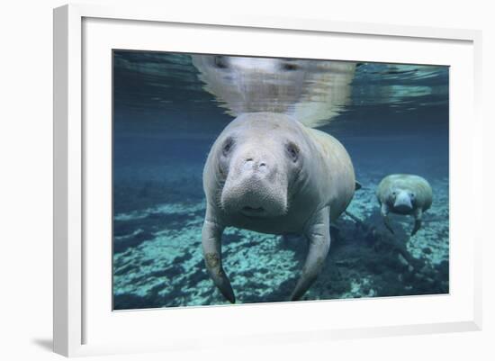 A Pair of Manatees Swimming in Fanning Springs State Park, Florida-Stocktrek Images-Framed Photographic Print