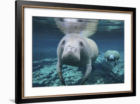 A Pair of Manatees Swimming in Fanning Springs State Park, Florida-Stocktrek Images-Framed Photographic Print