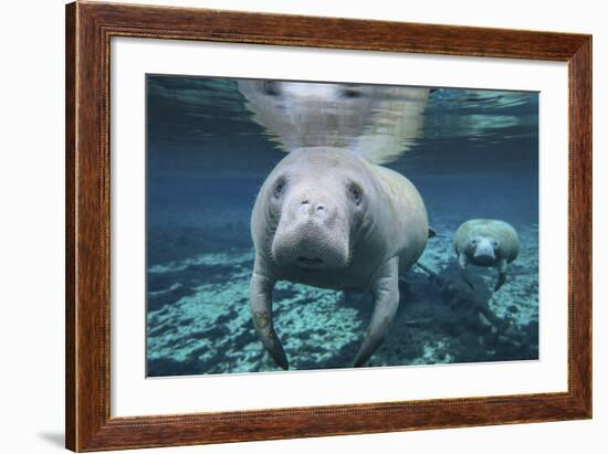 A Pair of Manatees Swimming in Fanning Springs State Park, Florida-Stocktrek Images-Framed Photographic Print