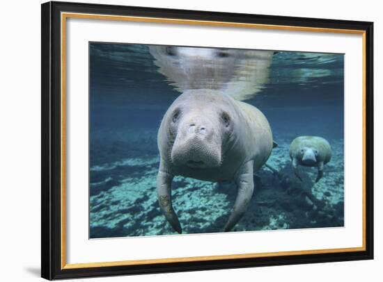 A Pair of Manatees Swimming in Fanning Springs State Park, Florida-Stocktrek Images-Framed Photographic Print