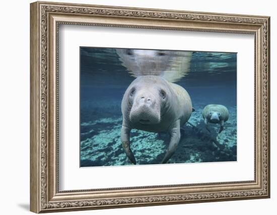 A Pair of Manatees Swimming in Fanning Springs State Park, Florida-Stocktrek Images-Framed Photographic Print