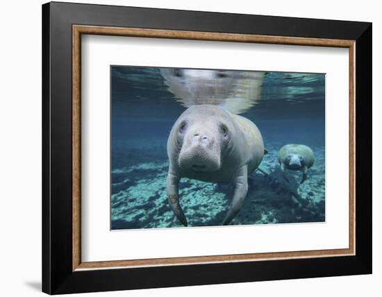 A Pair of Manatees Swimming in Fanning Springs State Park, Florida-Stocktrek Images-Framed Photographic Print