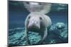 A Pair of Manatees Swimming in Fanning Springs State Park, Florida-Stocktrek Images-Mounted Photographic Print