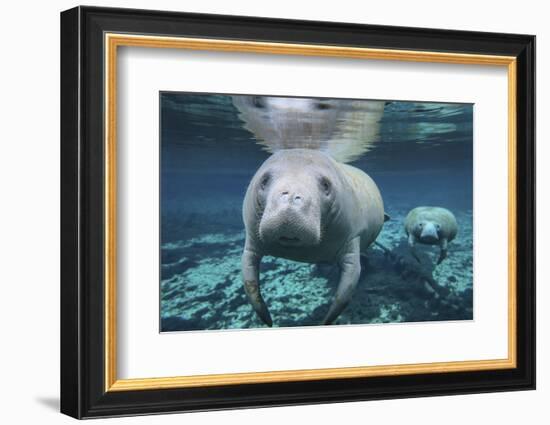 A Pair of Manatees Swimming in Fanning Springs State Park, Florida-Stocktrek Images-Framed Photographic Print