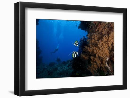 A Pair of Moorish Idols Dart for Cover When Divers Approach-Stocktrek Images-Framed Photographic Print