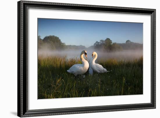 A Pair of Mute Swans, Cygnus Olor, Emerge from the Water on a Misty Morning in Richmond Park-Alex Saberi-Framed Photographic Print