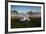 A Pair of Mute Swans, Cygnus Olor, Emerge from the Water on a Misty Morning in Richmond Park-Alex Saberi-Framed Photographic Print