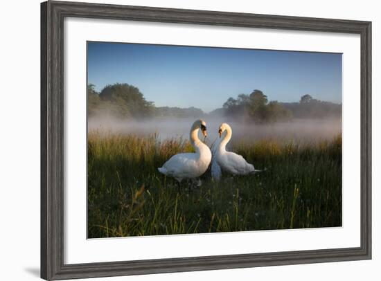 A Pair of Mute Swans, Cygnus Olor, Emerge from the Water on a Misty Morning in Richmond Park-Alex Saberi-Framed Photographic Print