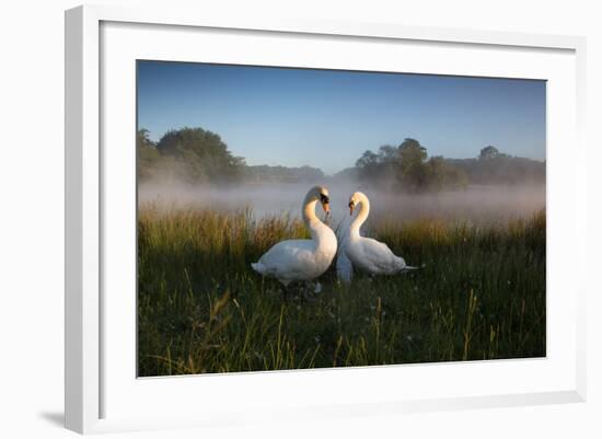 A Pair of Mute Swans, Cygnus Olor, Emerge from the Water on a Misty Morning in Richmond Park-Alex Saberi-Framed Photographic Print