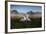 A Pair of Mute Swans, Cygnus Olor, Emerge from the Water on a Misty Morning in Richmond Park-Alex Saberi-Framed Photographic Print