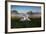 A Pair of Mute Swans, Cygnus Olor, Emerge from the Water on a Misty Morning in Richmond Park-Alex Saberi-Framed Photographic Print