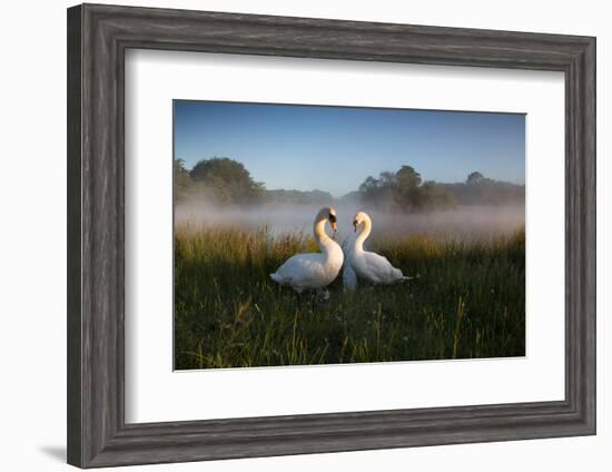 A Pair of Mute Swans, Cygnus Olor, Emerge from the Water on a Misty Morning in Richmond Park-Alex Saberi-Framed Photographic Print