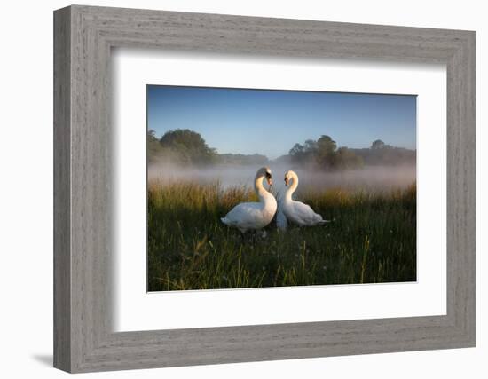 A Pair of Mute Swans, Cygnus Olor, Emerge from the Water on a Misty Morning in Richmond Park-Alex Saberi-Framed Photographic Print