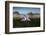 A Pair of Mute Swans, Cygnus Olor, Emerge from the Water on a Misty Morning in Richmond Park-Alex Saberi-Framed Photographic Print