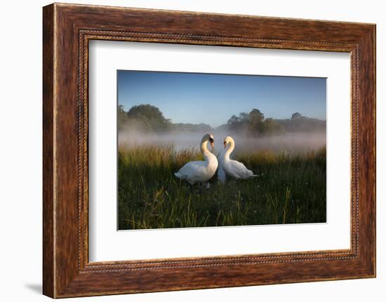 A Pair of Mute Swans, Cygnus Olor, Emerge from the Water on a Misty Morning in Richmond Park-Alex Saberi-Framed Photographic Print