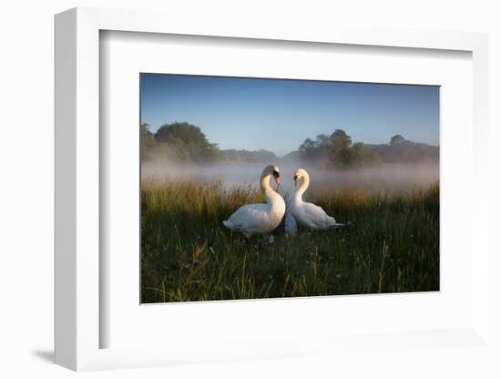 A Pair of Mute Swans, Cygnus Olor, Emerge from the Water on a Misty Morning in Richmond Park-Alex Saberi-Framed Photographic Print