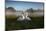 A Pair of Mute Swans, Cygnus Olor, Emerge from the Water on a Misty Morning in Richmond Park-Alex Saberi-Mounted Photographic Print