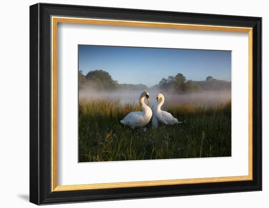 A Pair of Mute Swans, Cygnus Olor, Emerge from the Water on a Misty Morning in Richmond Park-Alex Saberi-Framed Photographic Print