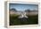 A Pair of Mute Swans, Cygnus Olor, Emerge from the Water on a Misty Morning in Richmond Park-Alex Saberi-Framed Premier Image Canvas