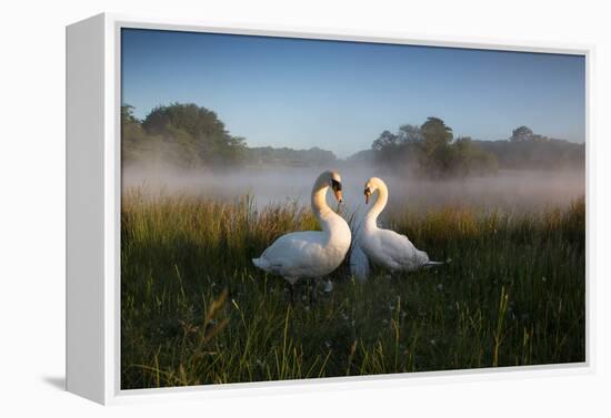 A Pair of Mute Swans, Cygnus Olor, Emerge from the Water on a Misty Morning in Richmond Park-Alex Saberi-Framed Premier Image Canvas