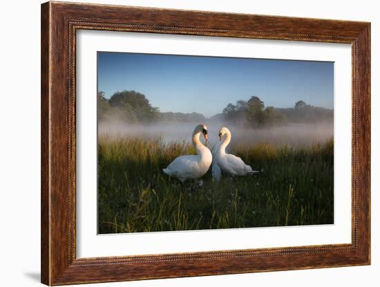 A Pair of Mute Swans, Cygnus Olor, Emerge from the Water on a Misty Morning in Richmond Park-Alex Saberi-Framed Photographic Print