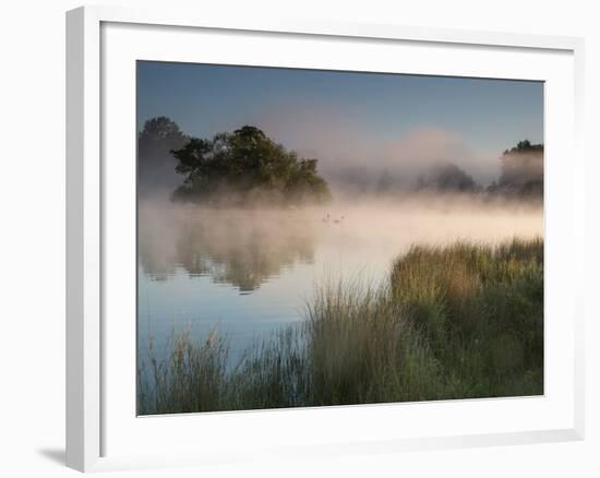 A Pair of Mute Swans, Cygnus Olor, Swim over a Misty Pen Pond at Sunrise in Richmond Park-Alex Saberi-Framed Photographic Print