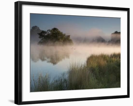 A Pair of Mute Swans, Cygnus Olor, Swim over a Misty Pen Pond at Sunrise in Richmond Park-Alex Saberi-Framed Photographic Print