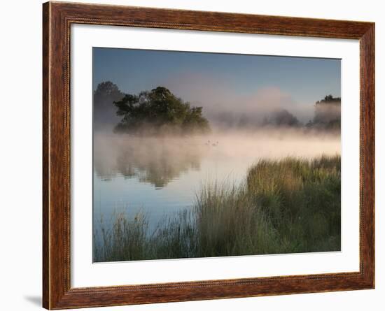 A Pair of Mute Swans, Cygnus Olor, Swim over a Misty Pen Pond at Sunrise in Richmond Park-Alex Saberi-Framed Photographic Print