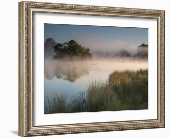 A Pair of Mute Swans, Cygnus Olor, Swim over a Misty Pen Pond at Sunrise in Richmond Park-Alex Saberi-Framed Photographic Print