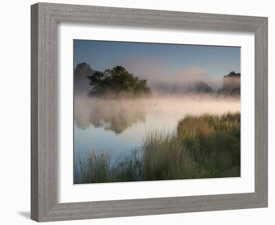 A Pair of Mute Swans, Cygnus Olor, Swim over a Misty Pen Pond at Sunrise in Richmond Park-Alex Saberi-Framed Photographic Print