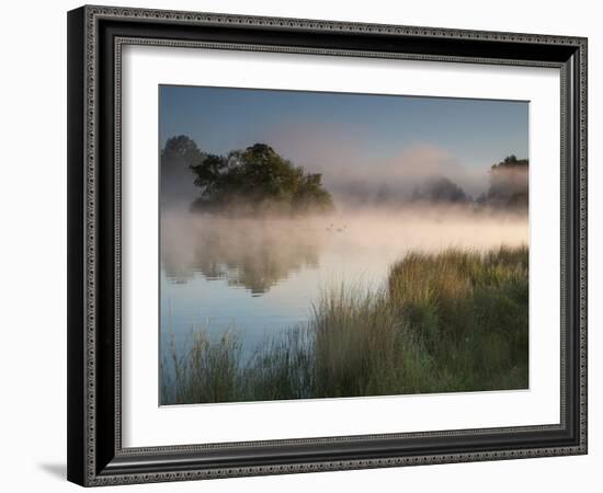 A Pair of Mute Swans, Cygnus Olor, Swim over a Misty Pen Pond at Sunrise in Richmond Park-Alex Saberi-Framed Photographic Print