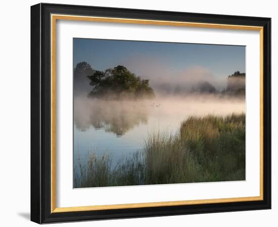 A Pair of Mute Swans, Cygnus Olor, Swim over a Misty Pen Pond at Sunrise in Richmond Park-Alex Saberi-Framed Photographic Print