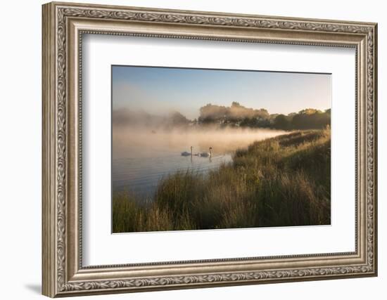 A Pair of Mute Swans, Cygnus Olor, Swim over a Misty Pen Pond at Sunrise in Richmond Park-Alex Saberi-Framed Photographic Print