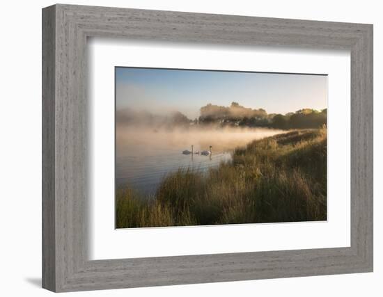 A Pair of Mute Swans, Cygnus Olor, Swim over a Misty Pen Pond at Sunrise in Richmond Park-Alex Saberi-Framed Photographic Print