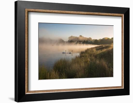 A Pair of Mute Swans, Cygnus Olor, Swim over a Misty Pen Pond at Sunrise in Richmond Park-Alex Saberi-Framed Photographic Print