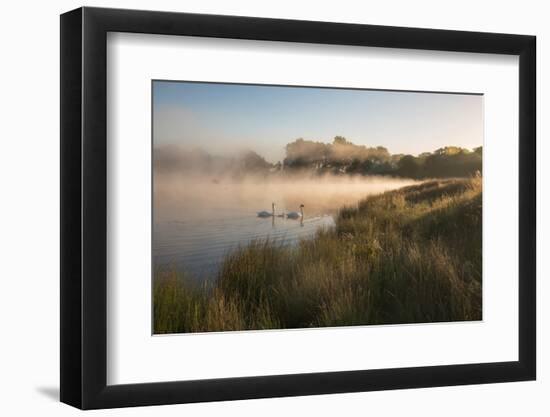 A Pair of Mute Swans, Cygnus Olor, Swim over a Misty Pen Pond at Sunrise in Richmond Park-Alex Saberi-Framed Photographic Print