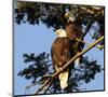 A Pair of perching Bald Eagles-null-Mounted Art Print