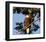 A Pair of perching Bald Eagles-null-Framed Art Print