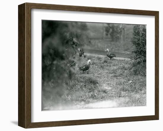 A Pair of Pink-Headed Ducks at Foxwarren Park in June 1926-Frederick William Bond-Framed Photographic Print